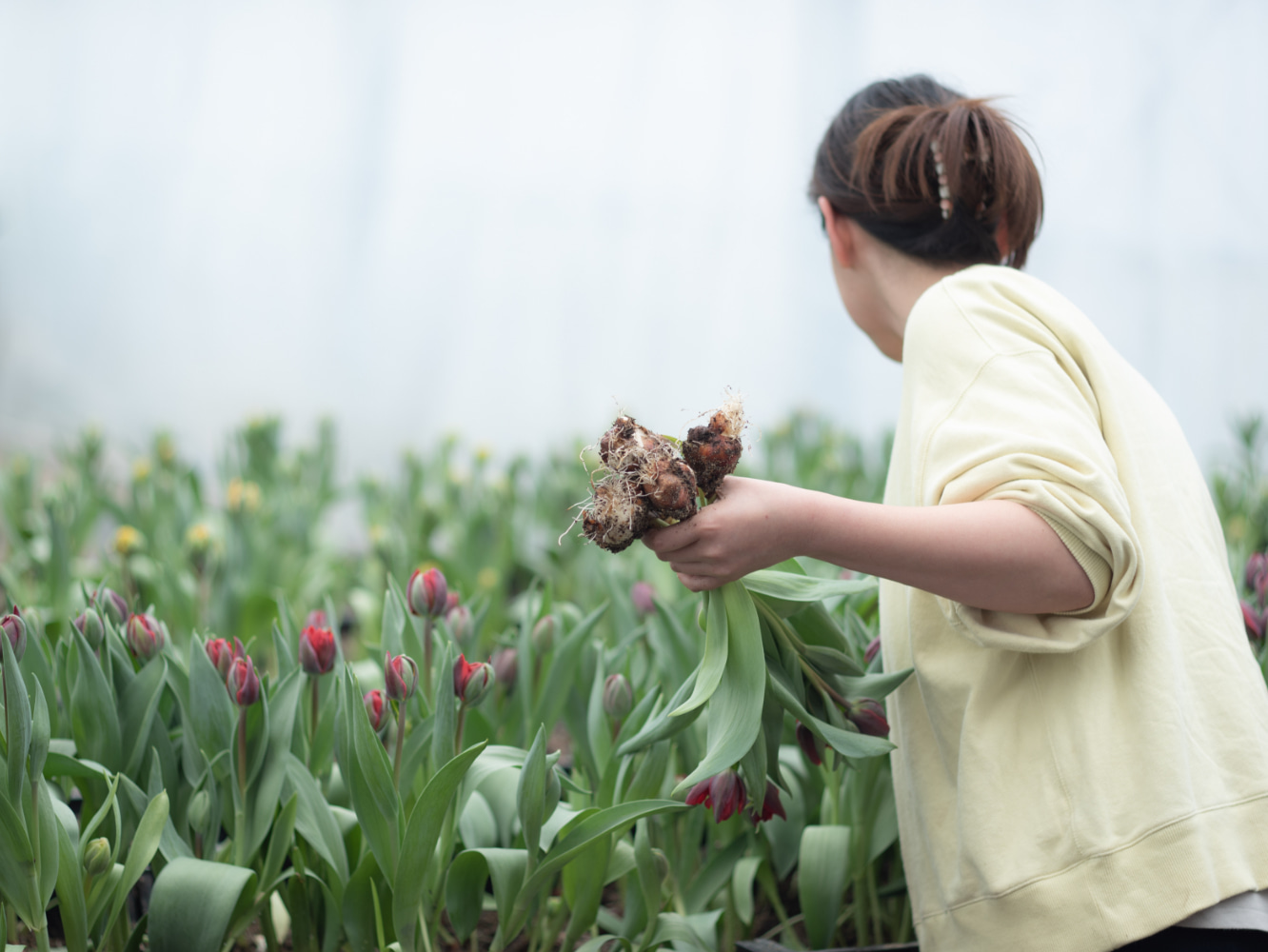 チューリップの収穫