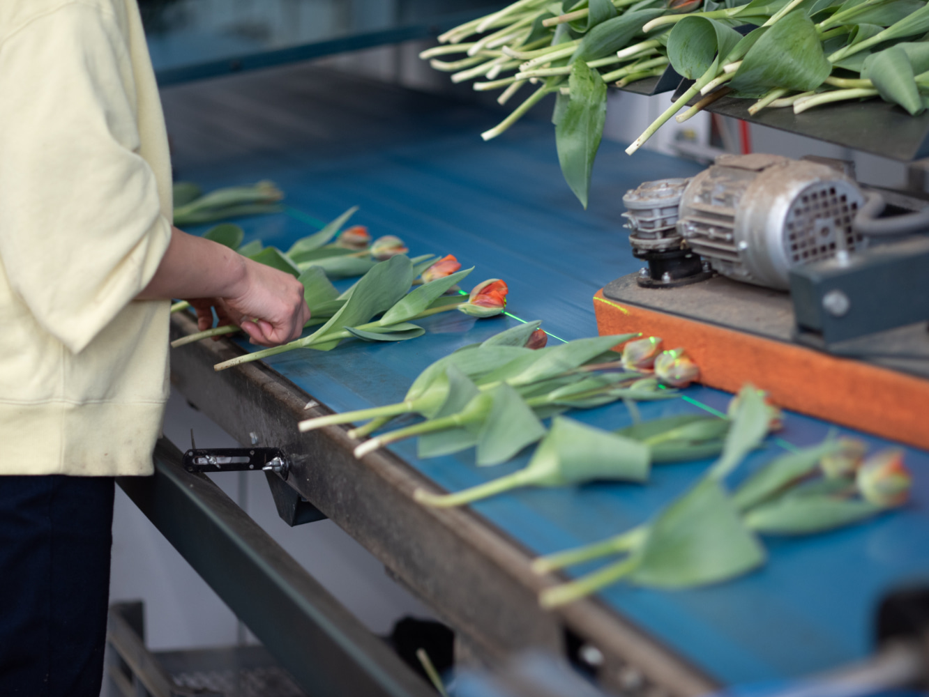 チューリップの集荷選別