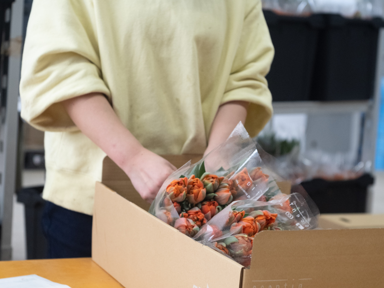 チューリップの箱詰め